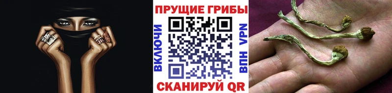 Галлюциногенные грибы MAGIC MUSHROOMS  закладка  Железногорск-Илимский 